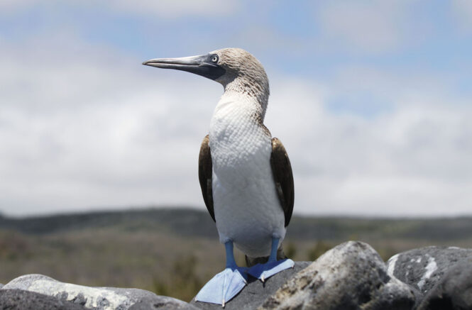a blue-footed booby