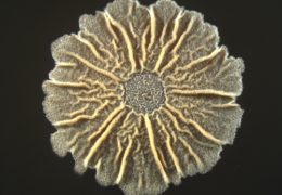 Courtesy of the Shank lab Bacillus subtilis, grown for four days on a biofilm-inducing agar medium at 30° F.