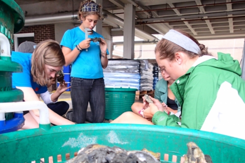 Photo of four undergraduate students examining oysters.