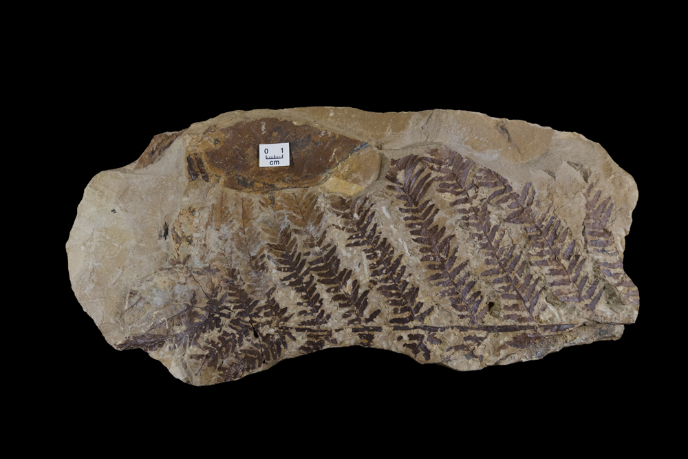 a rock with a Triassic fern fossil on it