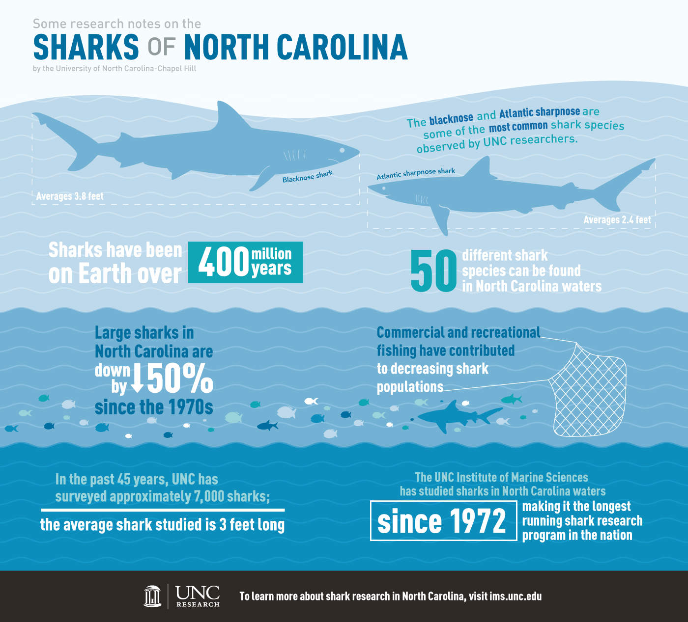 Sharks of North Carolina Infographic: Some Research notes on the Sharks of North Carolina by the University of North Carolina-Chapel Hill. The blacknose and Atlantic sharpenose are some of the most common shark species observed by UNC Researchers. Blacknose shark averages 8.3 feet and the Atlantic sharpnose shark averages 2.4 feet. Sharks have been on Earth over 400 million year. 50 different shark species can be found in North Carolina waters. Large sharks in North Carolina are down by 50% since the 1970s. Commercial and recreational fishing have contributed to decreasing shark populations. In the past 45 years, UNC has surveyed approximately 7,000 sharks; the average shark studies is 3 feet long. The UNC institute of Marine Sciences has studies sharks in North Carolina waters since 1972, making it the longest running shark research program in the nation. To learn more about shark research in North Carolina, visit imc dot unc dot edu.