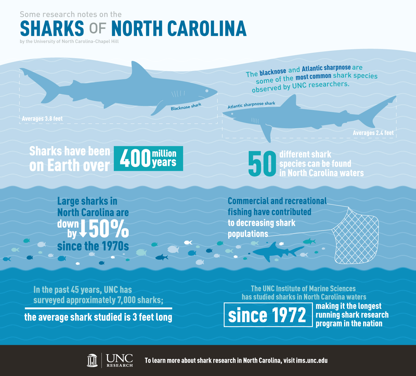 What types of sharks are in South Carolina? 5 popular sharks ranked