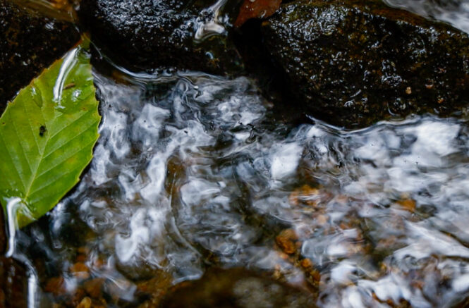 a leaf in a stream