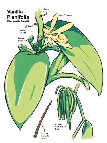 an illustration of a vanilla orchid